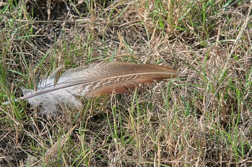 Ring-necked Pheasant