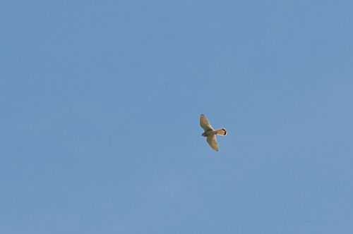 Eurasian Kestrel