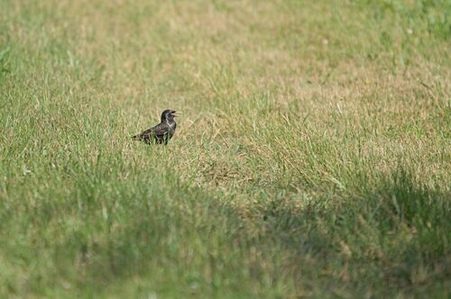 European Starling