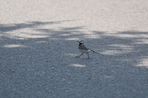 White Wagtail