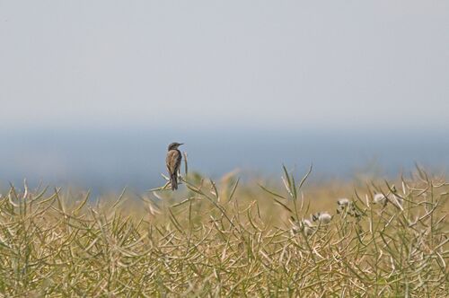 Western Yellow Wagtail