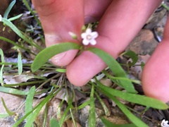 Claytonia parviflora viridis