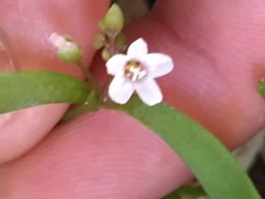 Claytonia parviflora viridis