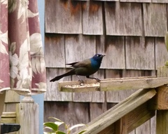 Quiscalus quiscula versicolor