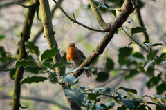 Erithacus rubecula