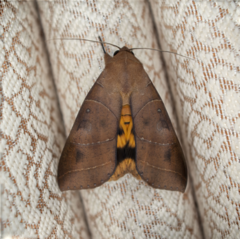 Thyas coronata