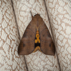Thyas coronata