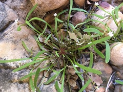 Claytonia parviflora viridis
