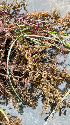 Sargassum agardhianum observed 2026-06-18