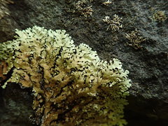 Flavoparmelia haysomii