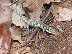 Abronia oaxacae