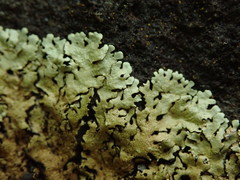 Flavoparmelia haysomii