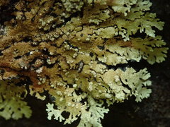 Flavoparmelia haysomii