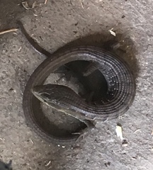 Elgaria multicarinata scincicauda