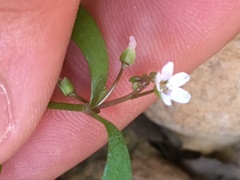 Claytonia parviflora viridis