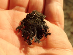 Flavoparmelia haysomii