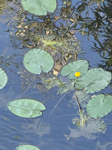 yellow water-lily