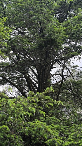 Tsuga dumosa observed 2026-06-12