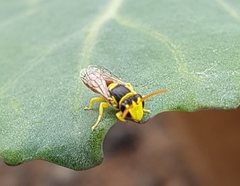 Hylaeus elegans
