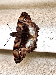 Noctuana lactifera bipuncta