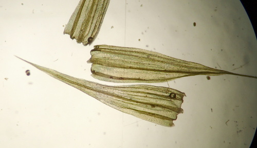 Homalothecium philippeanum observed 2026-06-13