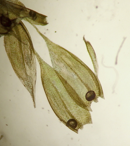 Brachythecium tommasinii, 2026-06-13