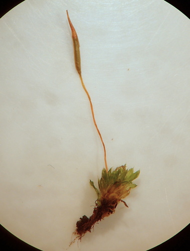 Tortula subulata observed 2026-06-13