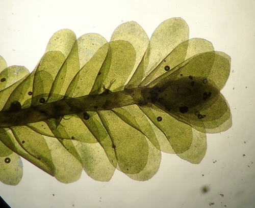 Alleniella besseri, 2026-06-13