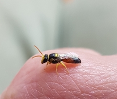 Hylaeus elegans
