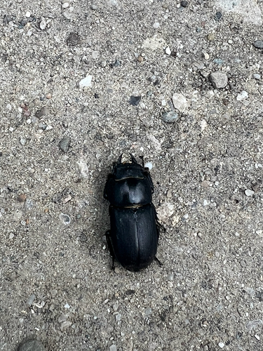 Lesser Stag Beetle