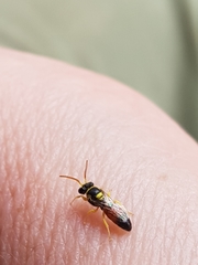 Hylaeus elegans