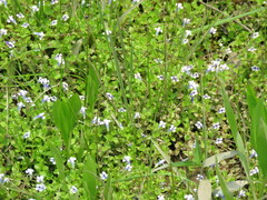 Lindernia rotundifolia