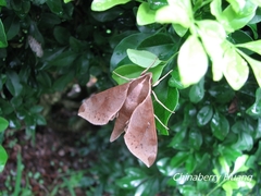 Acosmerycoides harterti