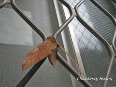 Clanis bilineata