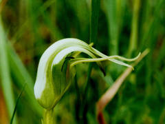 Pterostylis micromega