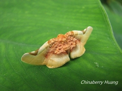 Pyrinioides sinuosus