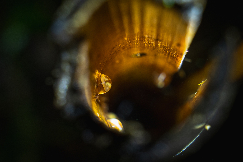 Medog Bubble-Nest Frog