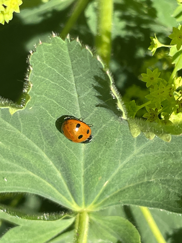 Seven-spotted Lady Beetle