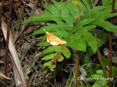 Pyrinioides sinuosus