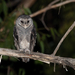 Greater Sooty Owl - Photo (c) Ákos Lumnitzer, some rights reserved (CC BY-NC-ND), uploaded by Ákos Lumnitzer
