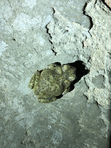 iNaturalist observation photo of Red-spotted Toad