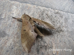 Marumba sperchius
