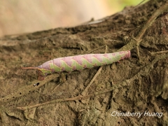 Cypoides chinensis