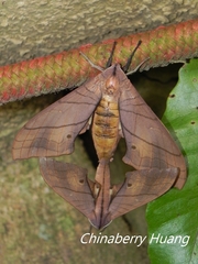 Marumba cristata bukaiana