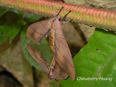 Marumba cristata bukaiana