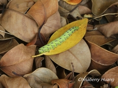 Cypoides chinensis