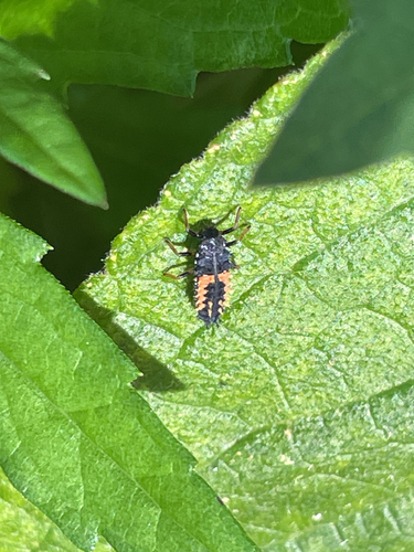 Asian Lady Beetle