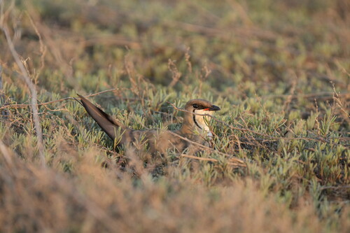 iNaturalist image