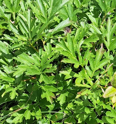 Paeonia peregrina, photograph 2