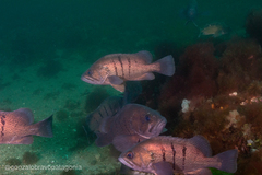 Acanthistius patachonicus